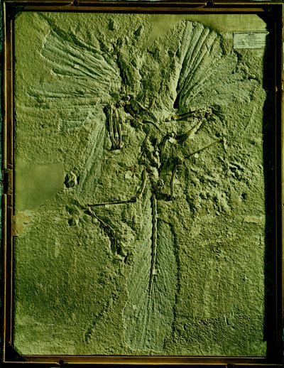 Abguss von Archaeopteryx lithographica von Unbekannt Unbekannt